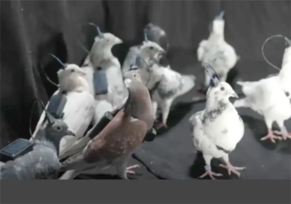 俄罗斯测试脑机接口信鸽：单日飞行500公里，远超传统电动无人机